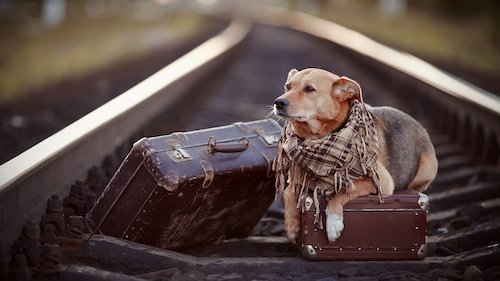 Traveling Railroad Dog