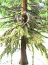 partially finished tree