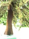 balsa trunk