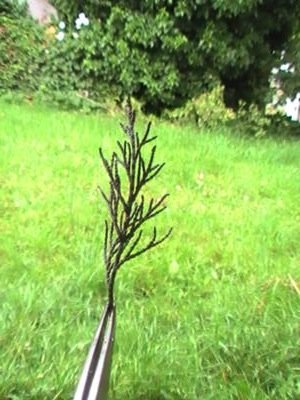 juniper snipet