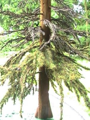 partially finished tree